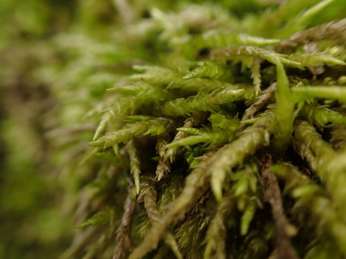 Acrocladium auriculatum observed 2025-12-16