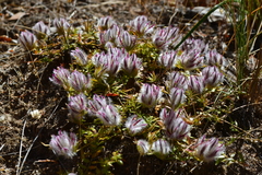 Ptilotus declinatus