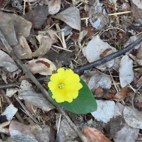 yellow merremia (Camonea umbellata)