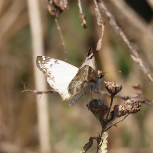 Laviana White-Skipper (Heliopetes laviana)