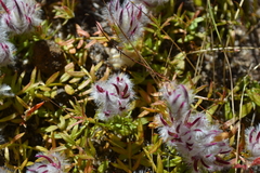 Ptilotus declinatus