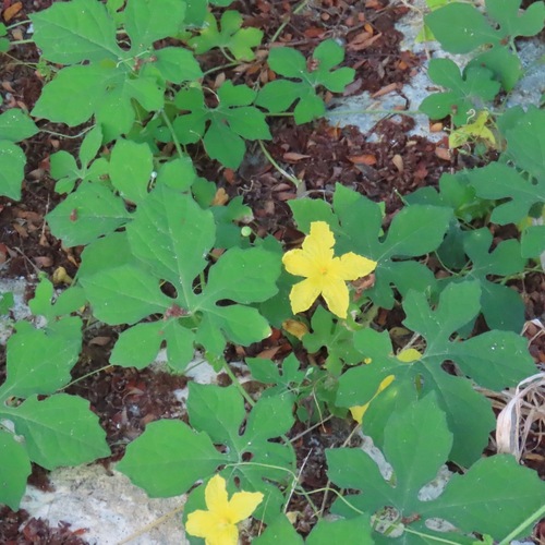 Cundeamor (Momordica charantia)