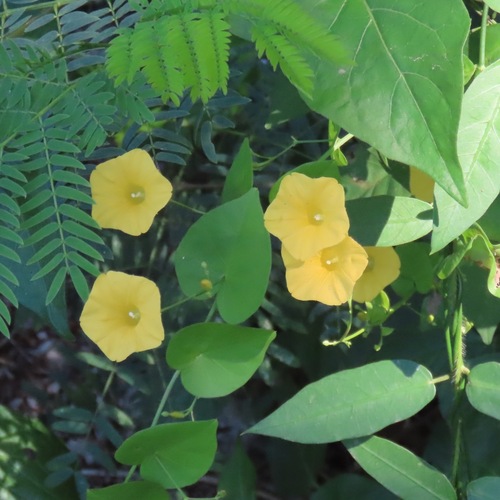 Ipomoea microsepala (Ipomoea microsepala)