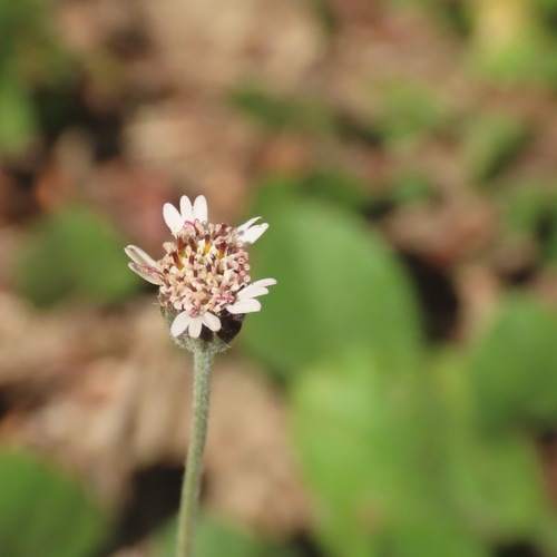 Hierba del toro (Tridax procumbens)