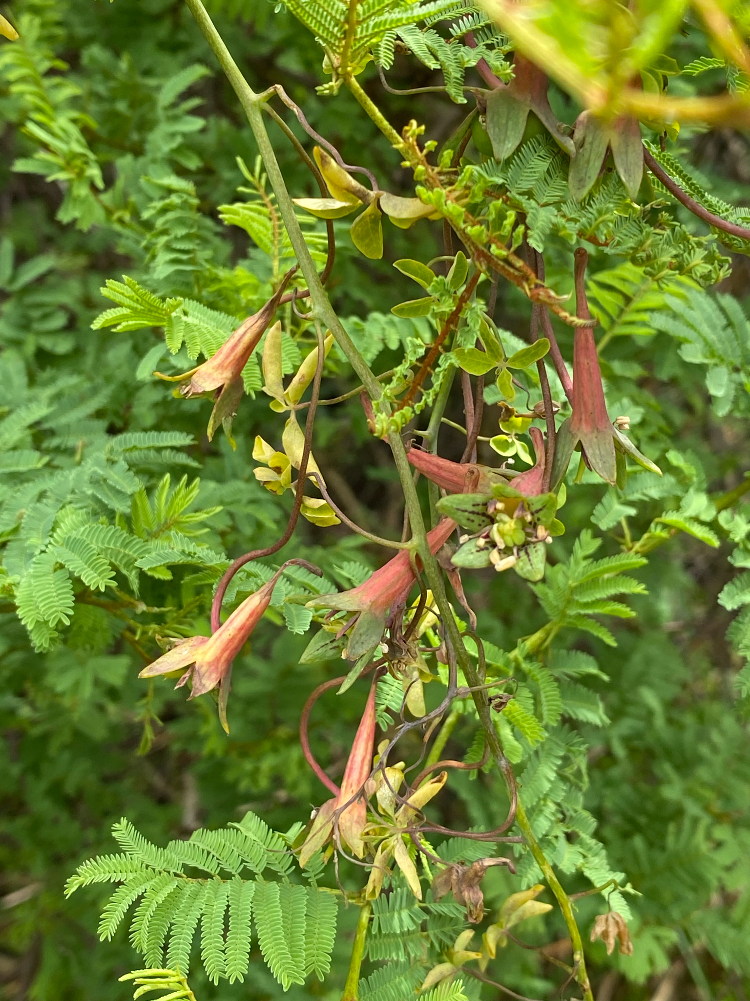 Flor de la sangre
