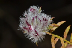 Ptilotus declinatus
