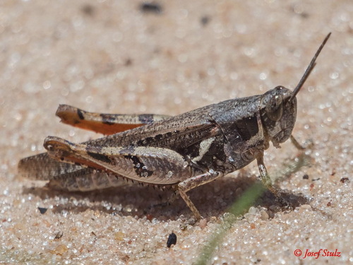 Catantops melanostictus