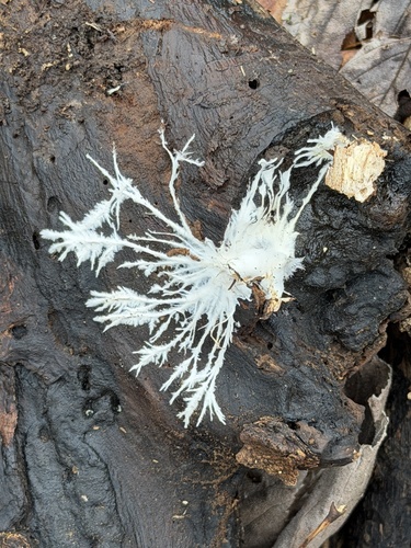 Phlyctibasidium polyporoideum observed 2026-01-10