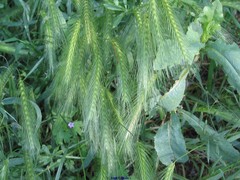 Hordeum murinum leporinum