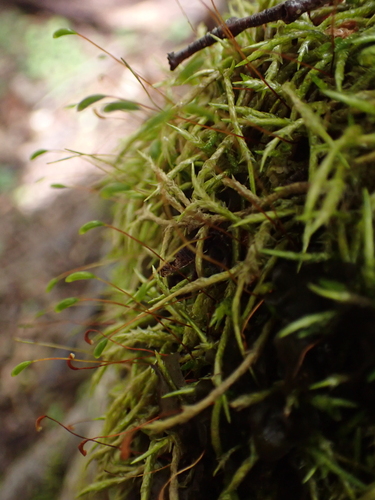 Acrocladium auriculatum observed 2025-12-16
