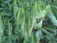 Hordeum murinum leporinum