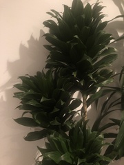 Dracaena fragrans compacta