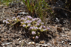 Ptilotus declinatus