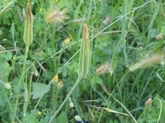 Tragopogon porrifolius