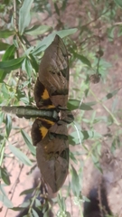 Eumorpha capronnieri