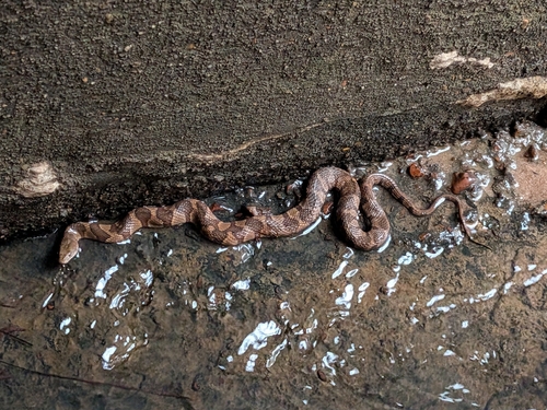 Common Watersnake observed by adfloyd