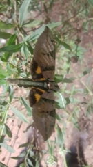 Eumorpha capronnieri