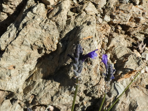 Moroccan Lavender