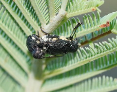 Aporocera scabrosa
