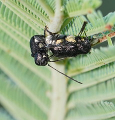 Aporocera scabrosa