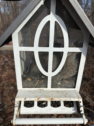 iNaturalist observation photo of Eastern Gray Squirrel