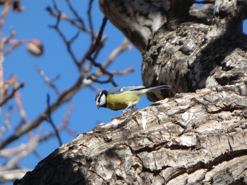 Northwest African Blue Tit