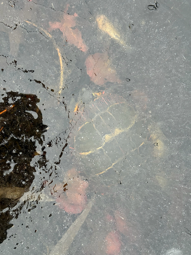 Eastern Painted Turtle observed by lamagswag