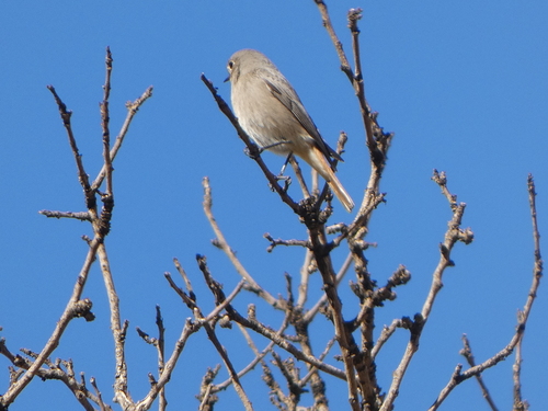 Black Redstart