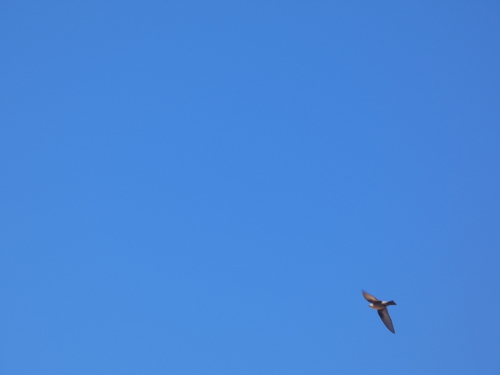 Eurasian Crag-Martin