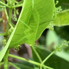 Paracaedicia serrata