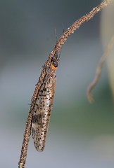 Archichauliodes guttiferus