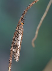 Archichauliodes guttiferus