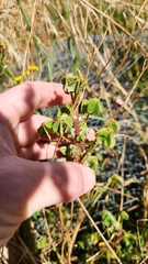 Oxalis tuberosa, photograph author not stated, no rights reserved