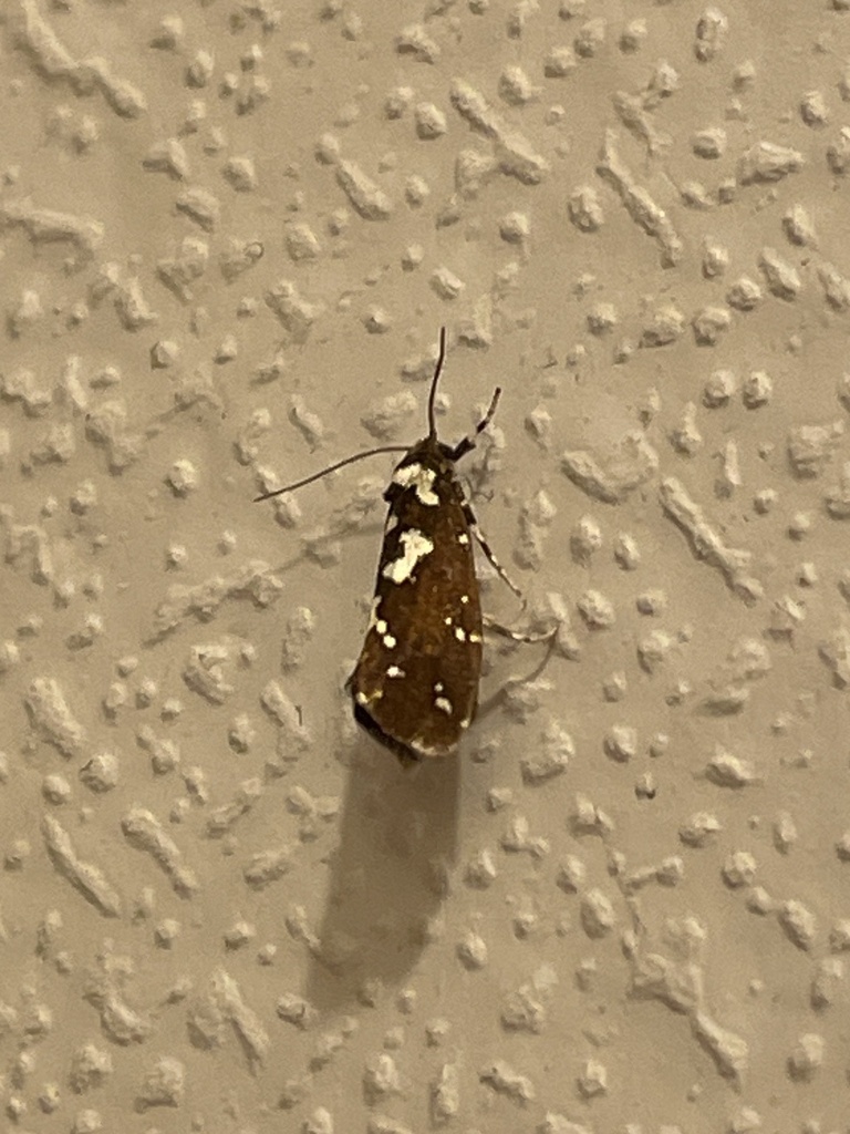 Hierodoris stellata