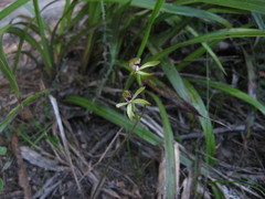 Caladenia atradenia