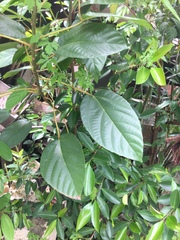 Ficus variegata