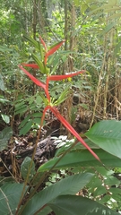 Heliconia acuminata