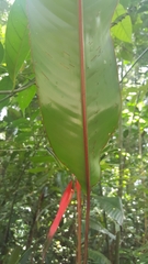 Heliconia acuminata