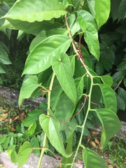 Cissus hastata