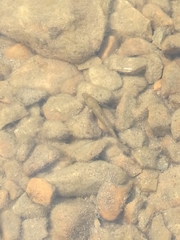 Gobiomorphus breviceps