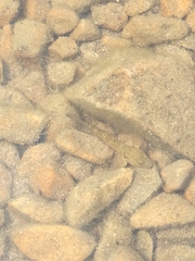 Gobiomorphus breviceps