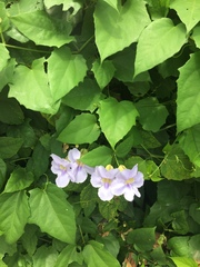 Thunbergia laurifolia