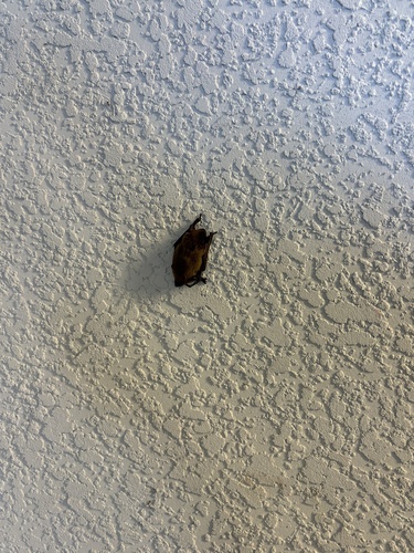 Evening Bat observed by jendro_m_906