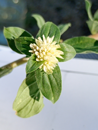 Globe amaranth (Gomphrena martiana)