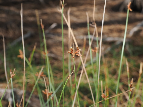 West Indian fimbry (Fimbristylis ferruginea)