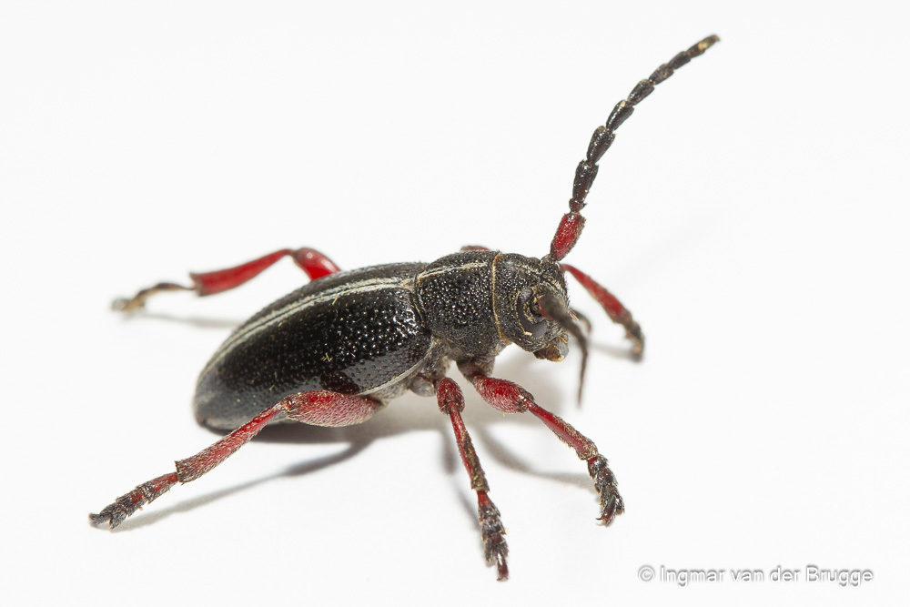 Dorcadion regulare