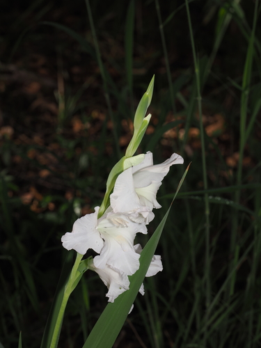 Painted Lady (Gladiolus carneus)