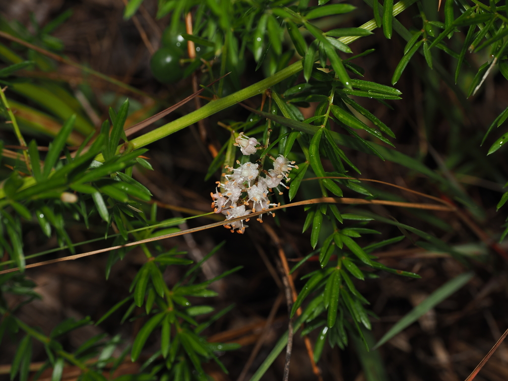 Cây tùng nho – Asparagus aethiopicus