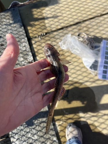 Yellowfin goby (Acanthogobius flavimanus) — Gobiidae