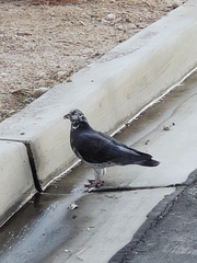 Columba livia domestica